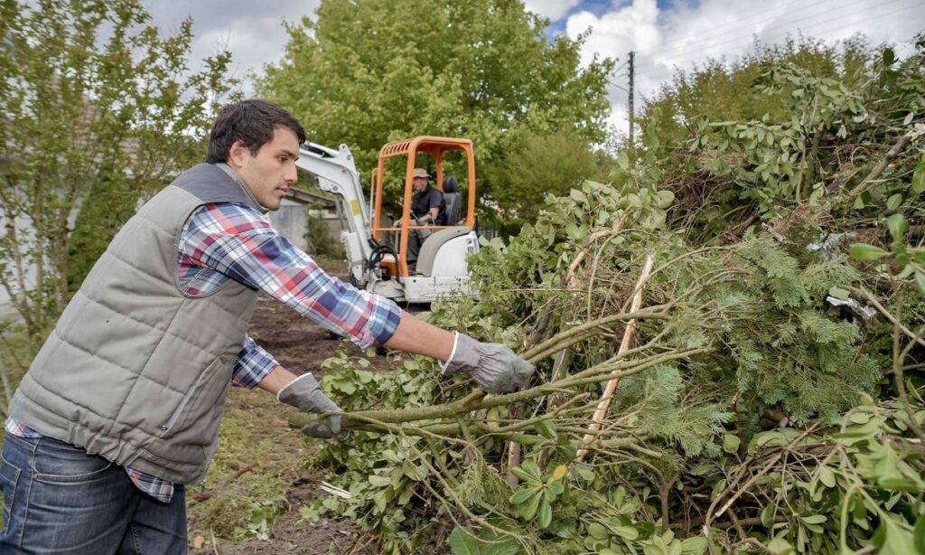 Level 5 arborist sydney